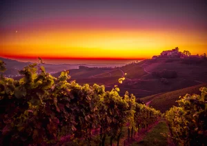Goldene Stunde in den Weinbergen beim Schloss Staufenberg in Durbach