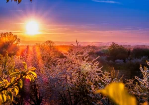 Sonnenuntergang mit blühenden Kirschbäumen bei Appenweier mit dem Straßburger Münster in der Ferne