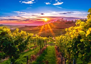 Ein farbenfroher Sonnenuntergang im Weinberg mit dem Schloss Staufenberg in Durbach