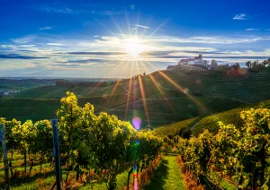 Sonnenstern im Weinberg mit dem Schloss Staufenberg in Durbach