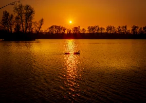 Zwei verliebte Wildenten im Abendrot am Leutesheimer Baggersee