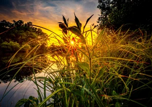 Im Schnackenparadies Altrhein bei Kehl-Marlen
